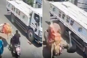 Бык отправил мотоциклиста под колёса грузовика