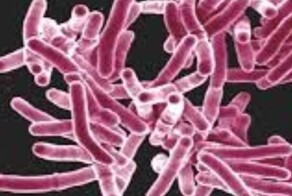 Новый штамм туберкулеза бушует в США и Великобритании