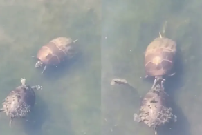 Как флиртуют черепашки