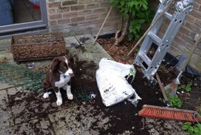 17 хулиганистых питомцев, которые слишком милы, чтобы им досталось на орехи