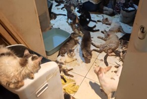 В Ницце прошел суд над парой, которая жила с 159 кошками и 7 собаками в квартире