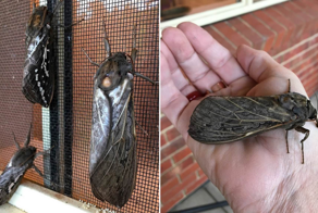 Нашествие гигантской моли в Австралии