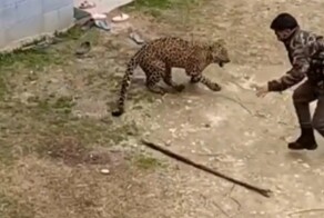 Леопард нагрянул в индийскую деревню и покалечил лесничих