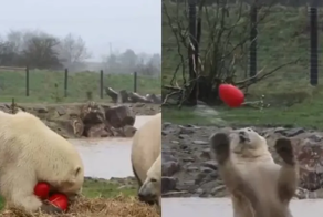 Белые медведи играют с мячом