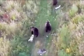 Хаски поселилась с медведями в тайге