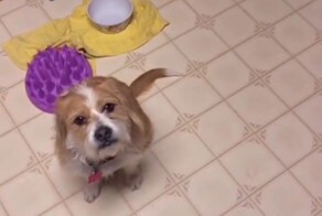 Собаки-помощники бывают различного назначения для людей с самыми разнообразными заболеваниями