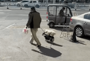 Собака отправилась на прогулку верхом на спине товарища