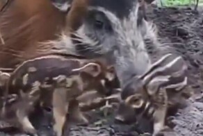 Кистеухая свинья отдыхает со своими поросятами