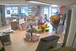 На западе Германии корова зашла в строительный магазин