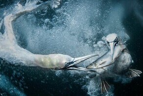 25 победителей фотоконкурса World Nature Photography Awards 2024