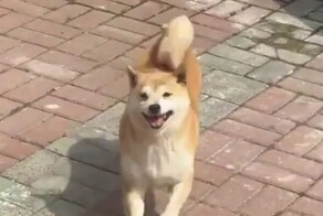 Жизнерадостный пёс вышел на прогулку
