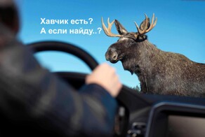 Почему нельзя кормить лосей и других животных у дороги – три причины