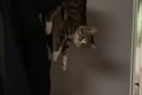 Кот играл с вешалкой и проиграл