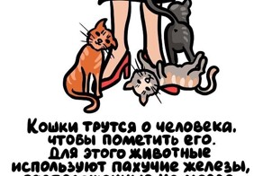 А вдруг ты не знал…