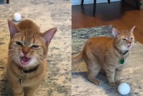 Ну очень общительный котик