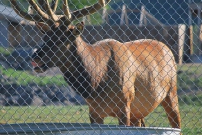 Олень спас зверушку (5 фото)