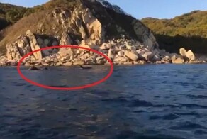 Косатки окружили лодку с рыбаками и устроили шоу в Приморье
