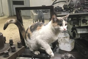 Необычные истории котиков, которые всю свою жизнь прожили на заводах