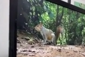 Пса шокировала белка в телевизоре