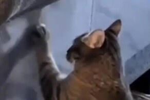 Кот не может понять, почему у него не получается драть диван