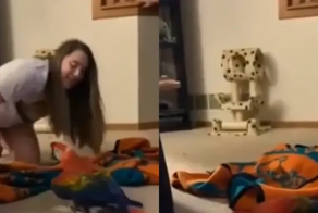 Фокус удался: попугай шокирован пропажей хозяйки