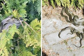 «Чьи подруги?»: набережную в Пинске захватили ужи — змеи даже висят на деревьях