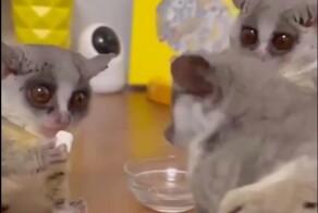 Кормёжка маленьких приматов Галаго