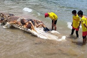На пляж в Малайзии выбросило неопознанного монстра