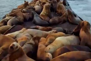 Лежбище сивучей в Невельске