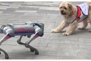 Собака встретила робопса