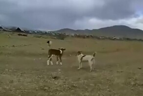 Мужчина защитил телёнка от собак