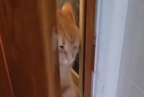Кот, для которого любая дверь не помеха