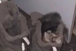 Котёнок хорошо устроился в ботинке хозяина