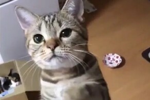 Кот просит его погладить