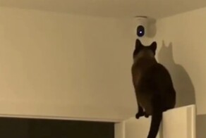 Кот начал о чём-то догадываться