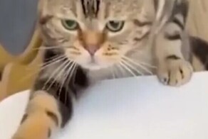 Вечно голодный кот ворует еду со стола