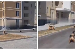 Мужчина напугал стаю собак