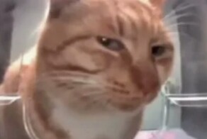 Пьяный дворник стащил из зоомагазина корм и уснул рядом с ним на улице