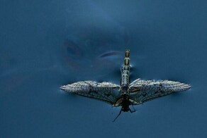 30  фото, после которых страшно даже подойти к воде