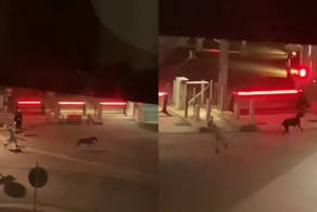 Очевидцы сняли на видео, как крупная собака выгуливает свою хрупкую хозяйку