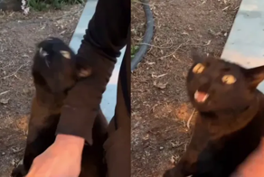 Хозяин нашел на спине у кота кнопку переключения в режим демона