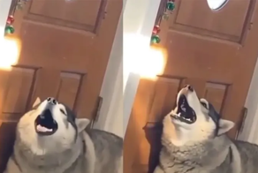«Сейчас спою!»: пёс устроил непрошеный концерт