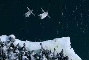 Сотни пингвинов совершили первый прыжок в&nbsp;воду с&nbsp;огромного ледника