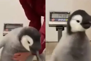 «Не хочу!»: пингвин, не желающий становиться на весы