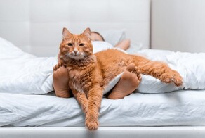 Спать с собаками менее полезно, чем с кошками