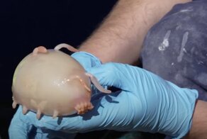 На дне океана обнаружили около сотни новых видов живых существ