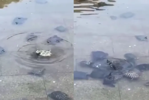 Черепашки собрались, чтобы помочь другу в беде