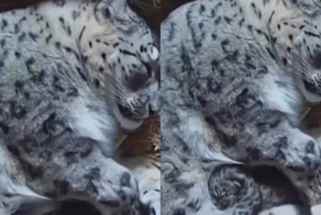 «Как тепло!»: маленький снежный барс обнимает маму