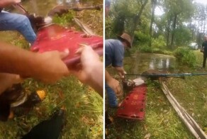 Пожарная команда Флориды спасла тонущую лошадь из накопительного пруда