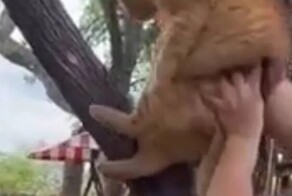 Кот не хочет сидеть на дереве